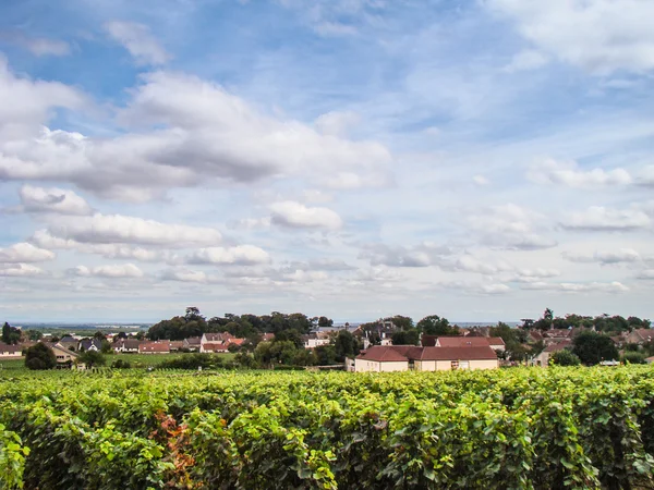 Grape field — Stock Photo, Image