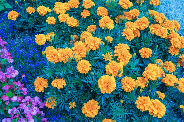 Orange marigolds — Stock Photo, Image