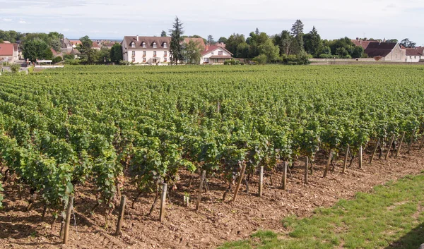 Vitigno da campo — Foto Stock