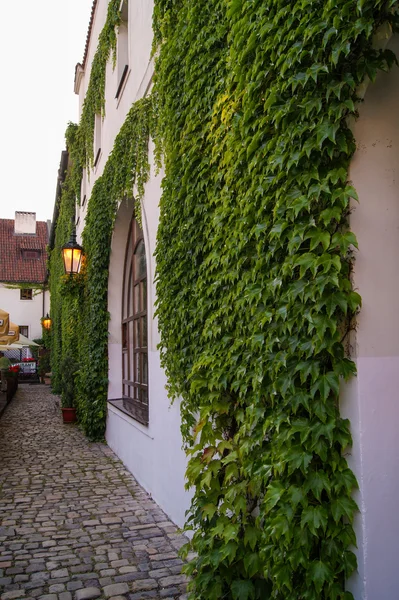 Mur de la maison envahi par le lierre — Photo