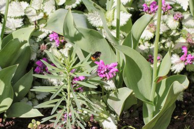 çiçekten çiçeğe uçan yaban arısı