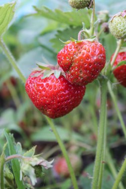 iki kırmızı çilek