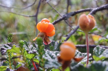 Olgun cloudberry marsh
