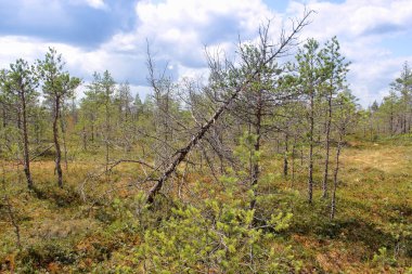 Marsh yatay, kurutulmuş çam