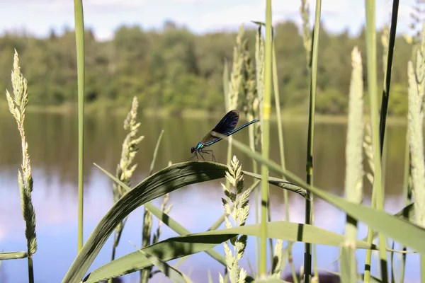 Libellula lungo il fiume — Foto Stock