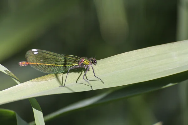 Dragonfly on green leaf — Stock Photo, Image