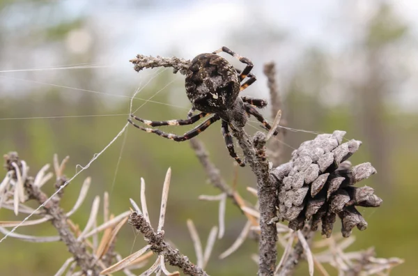 Păianjen lângă cucui — Fotografie, imagine de stoc