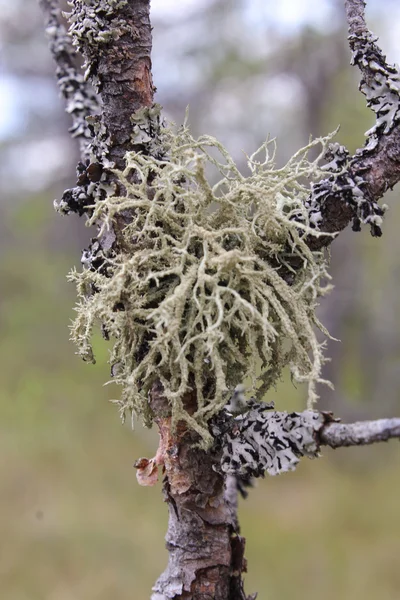 Faisceau de lichen sur une branche — Photo