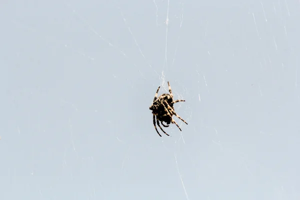 Spider într-o ambuscadă — Fotografie, imagine de stoc