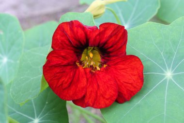 Yeşil yapraklı kırmızı çiçek