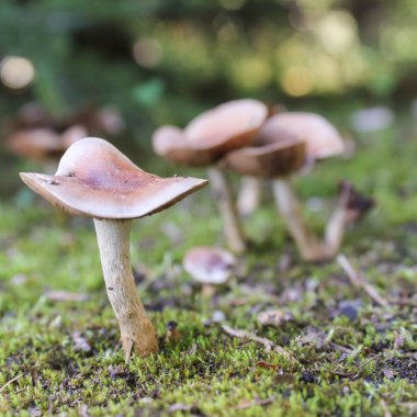 üçgen şapkalı mantar