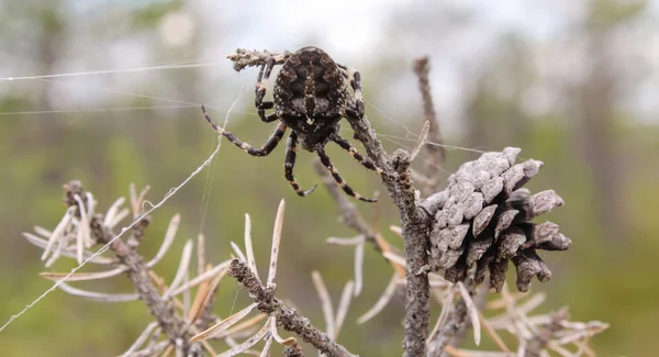 Spider la locul de muncă — Fotografie, imagine de stoc