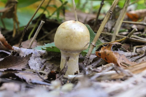 Small mushroom in the dry leaves — Stock Photo, Image