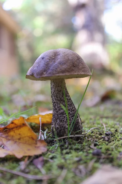 Esponja cogumelo e folha — Fotografia de Stock