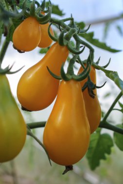Şube sarı armut domates