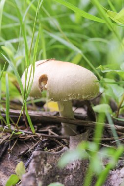 Çim küçük mantar