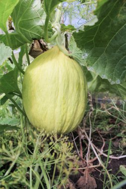 sera içinde sarı kavun