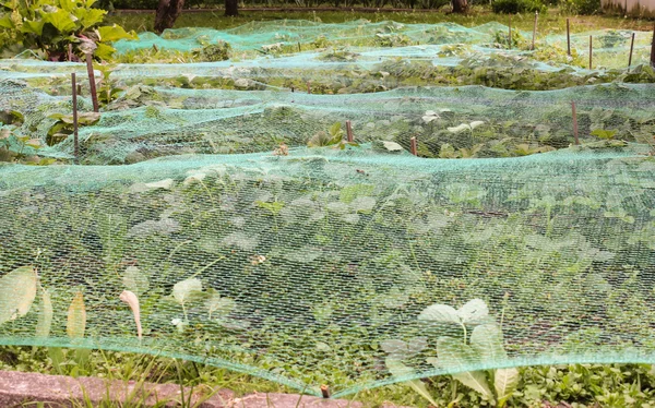 Arbustos de morango cobertos com uma rede de pássaros — Fotografia de Stock