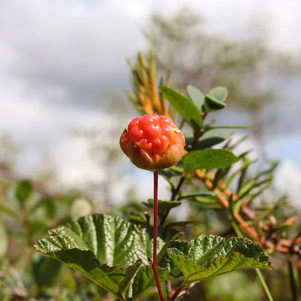 Морошка спілої ягоди — стокове фото