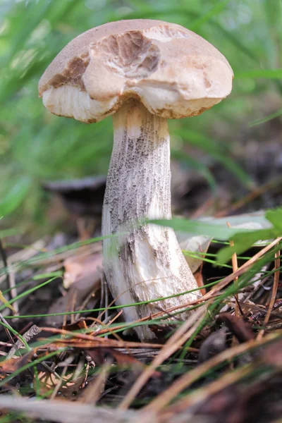 Съедобный гриб в среднем — стоковое фото