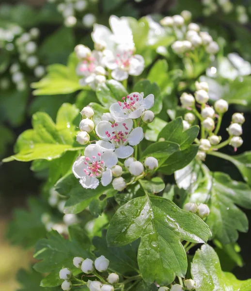 Fleurs humides de Viburnum — Photo