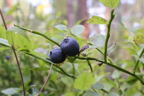 枝に青色のブルーベリー — ストック写真