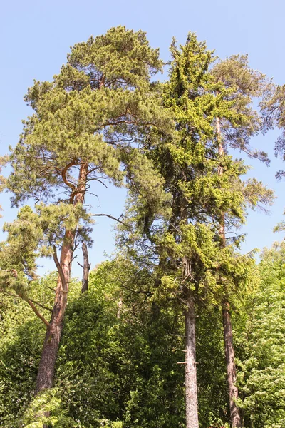 Сосновые деревья — стоковое фото