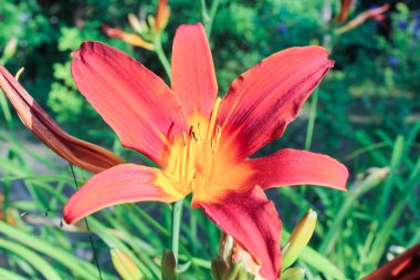 güneşin daylily çiçek