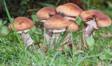 Grup tatlım agaric