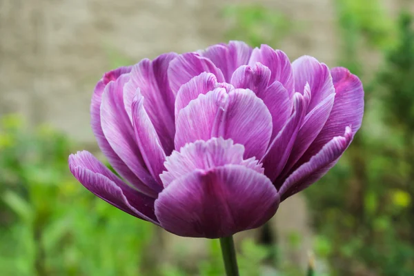 Duży tulipan fioletowy — Zdjęcie stockowe