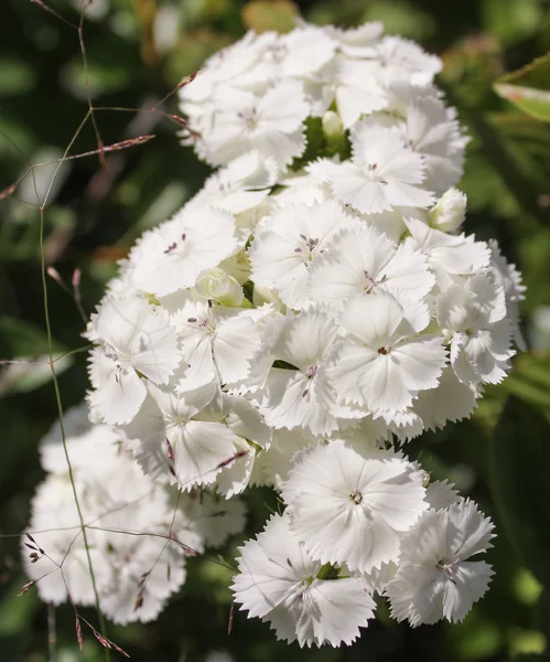 Garofano bianco giardino — Foto Stock