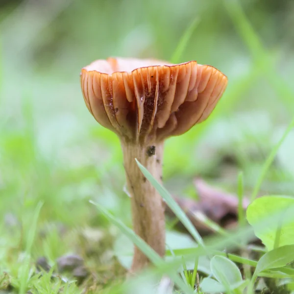 Мелкие несъедобные грибы — стоковое фото
