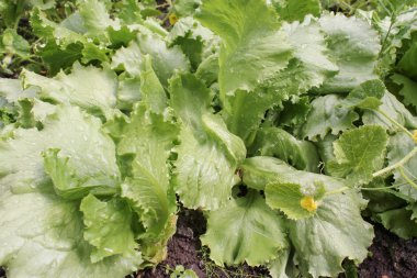 yeşil yaprak marul.