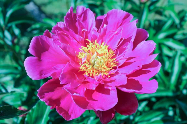 Jak ujawnił piwonia kwiat — Zdjęcie stockowe