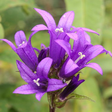 Önümüzdeki mavi çan