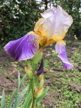 Lila ve altın Iris