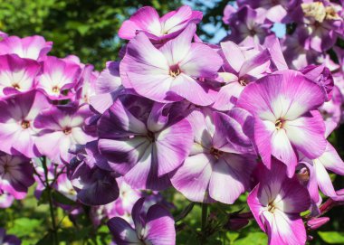 solgun Lila phlox