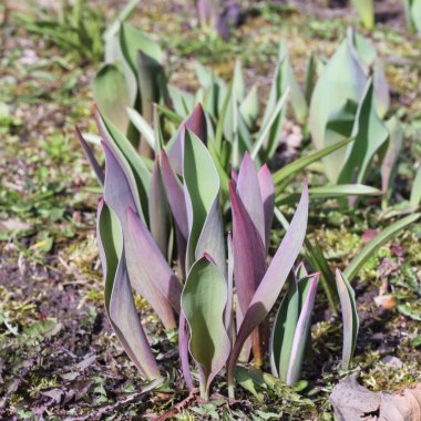 yaprakları lale bahar