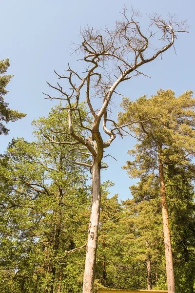 Сухое дерево в лесу — стоковое фото