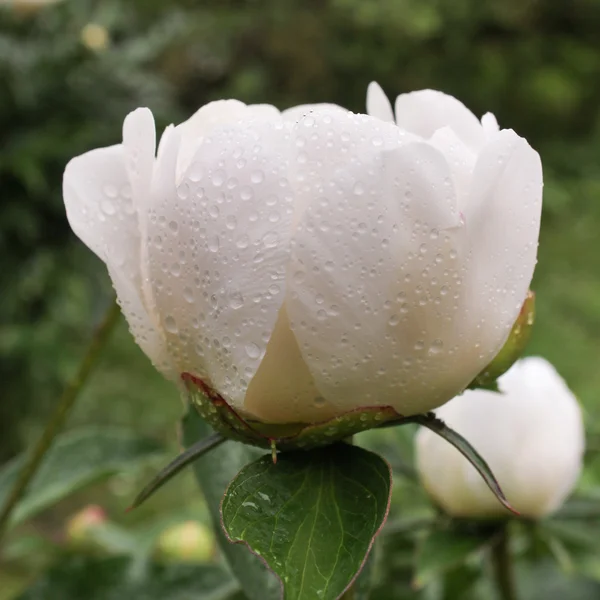 Kwiaty po deszczu — Zdjęcie stockowe