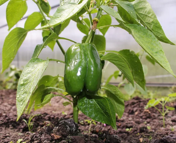 Groene paprika 's in een kas — Stockfoto