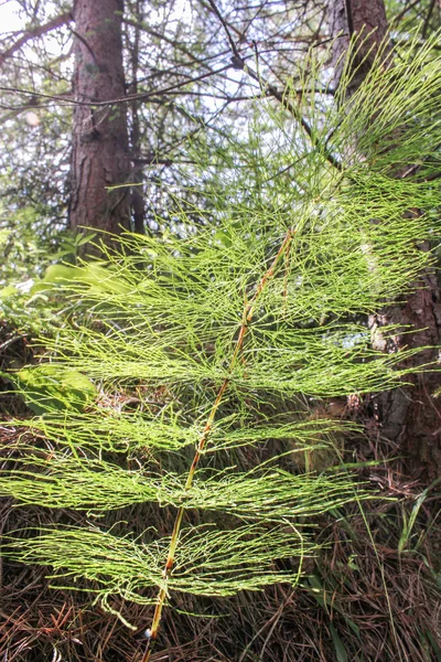 Floresta cavalinha verde — Fotografia de Stock