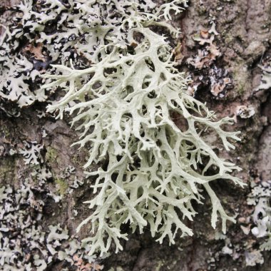 liken kabuğu üzerinde tutam