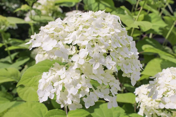 Λευκό hydrangea ανθίζει — Φωτογραφία Αρχείου