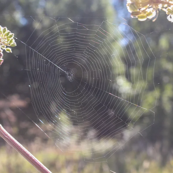 Teia de aranha entre plantas — Fotografia de Stock