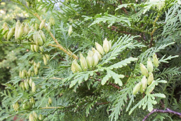 Cônes sur une branche arborvitae — Photo