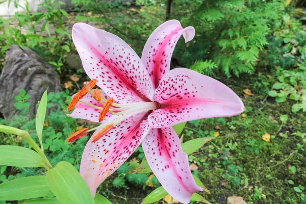 Pink tiger lily — Stock Photo, Image