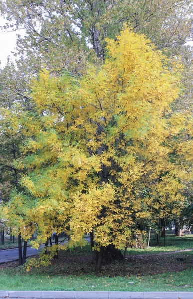 Gelber Herbstbaum — Stockfoto