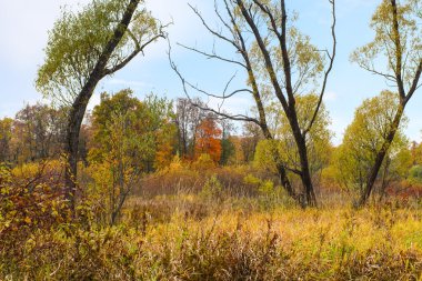 Ormanda sonbahar başlangıcı.