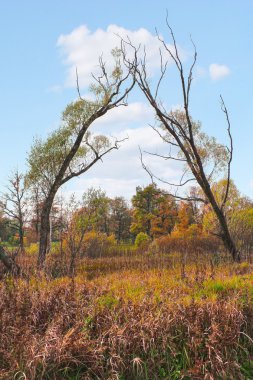 Birlikte büyüyen iki ağaç.